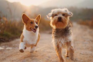 ペット可物件を探す時の注意点🐶🐱〜札幌で快適に暮らすために〜