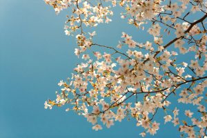 【4月】相続の相談が増える季節！実家の不動産どうする？