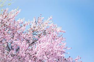 【4月】新年度で動き出す！今が“売りどき”な物件の特徴とは？