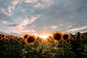 【8月】札幌市の夏相場、去年と比べてどう変わった？